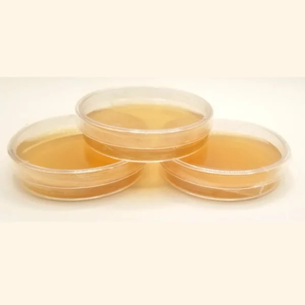 Sorghum Yeast Agar 60mm Single Plate